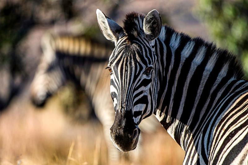 Tshwene Lodge Vaalwater Eksteriør bilde