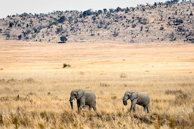 Tshwene Lodge Vaalwater Eksteriør bilde