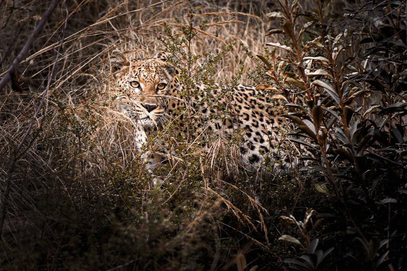 Tshwene Lodge Vaalwater Eksteriør bilde