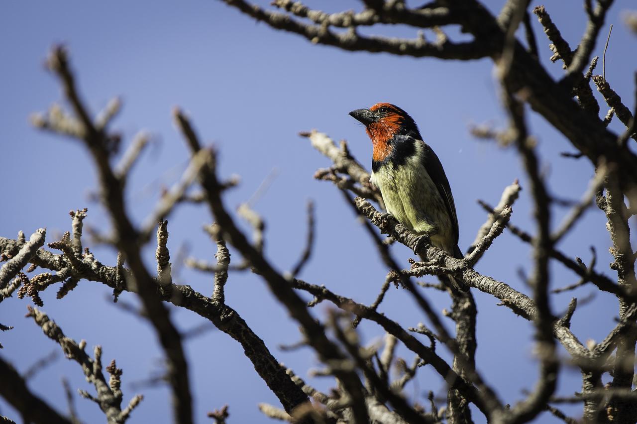 Tshwene Lodge Vaalwater Eksteriør bilde